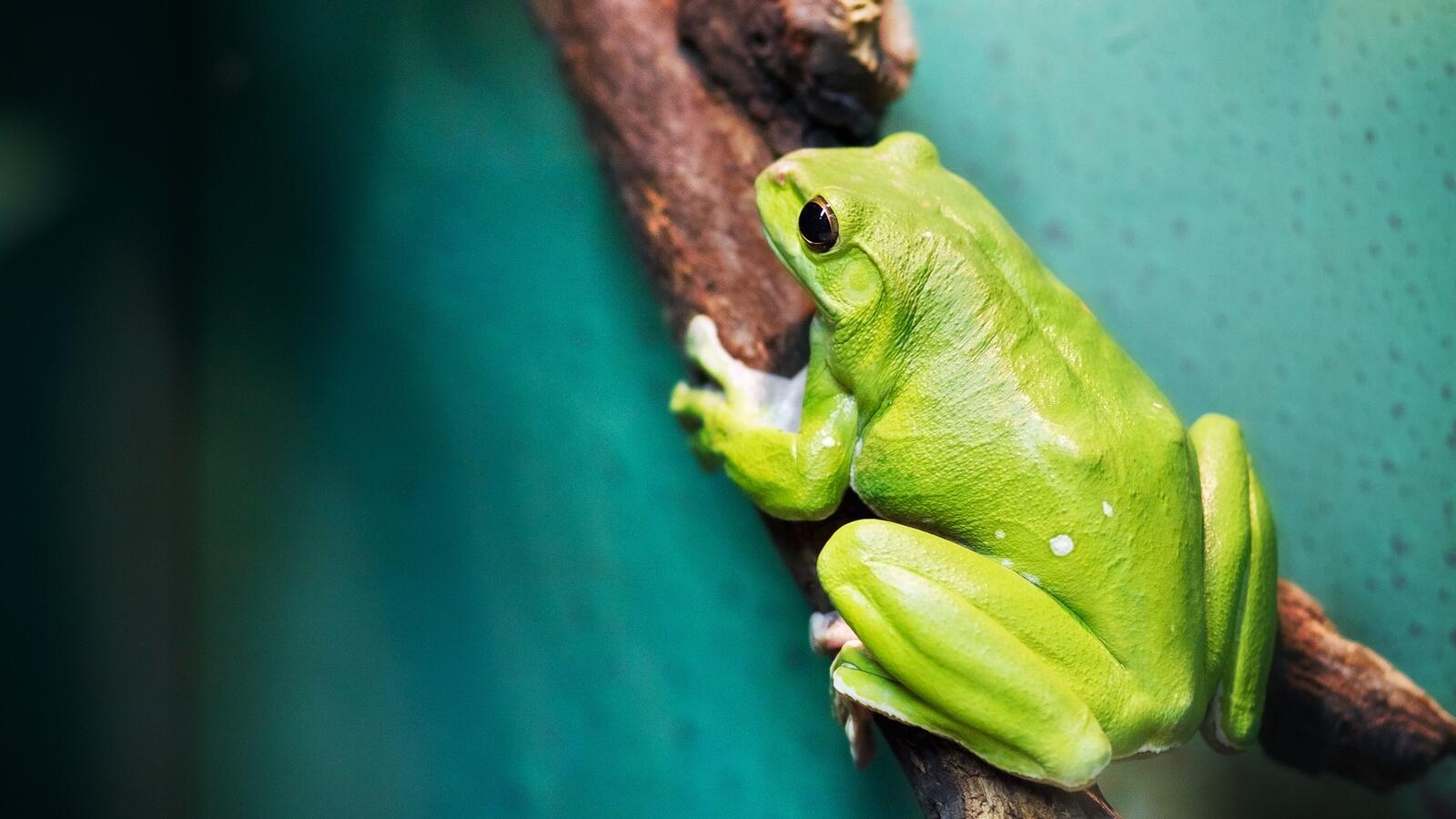 Бесплатное фото Зеленая лягушка