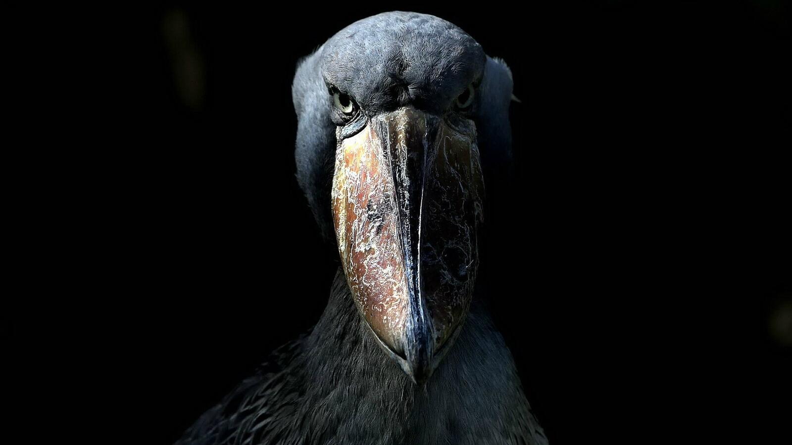 Бесплатное фото Черный пеликан