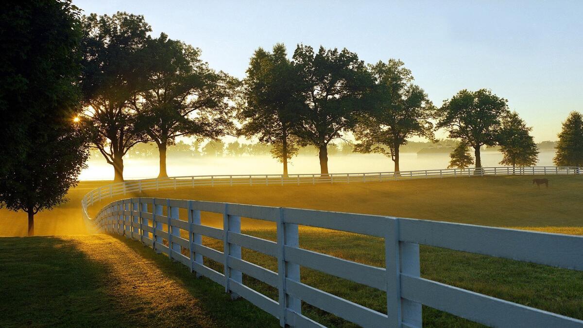 Sunrise in a pasture with horses