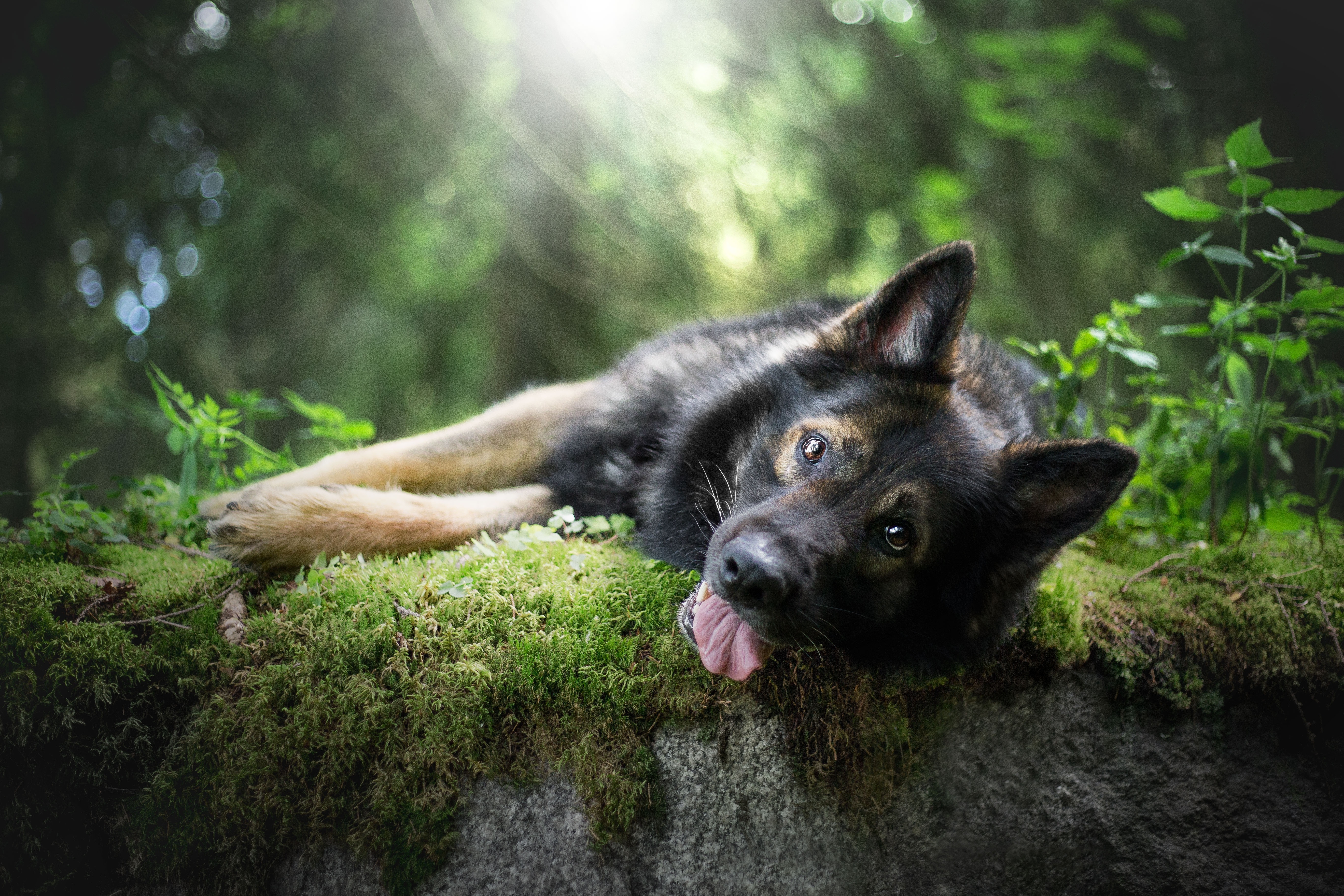 一只舌头伸长的德国牧羊犬躺在树林里的石头上