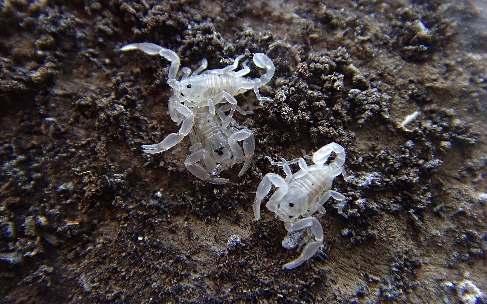 Free photo Newborn white scorpions