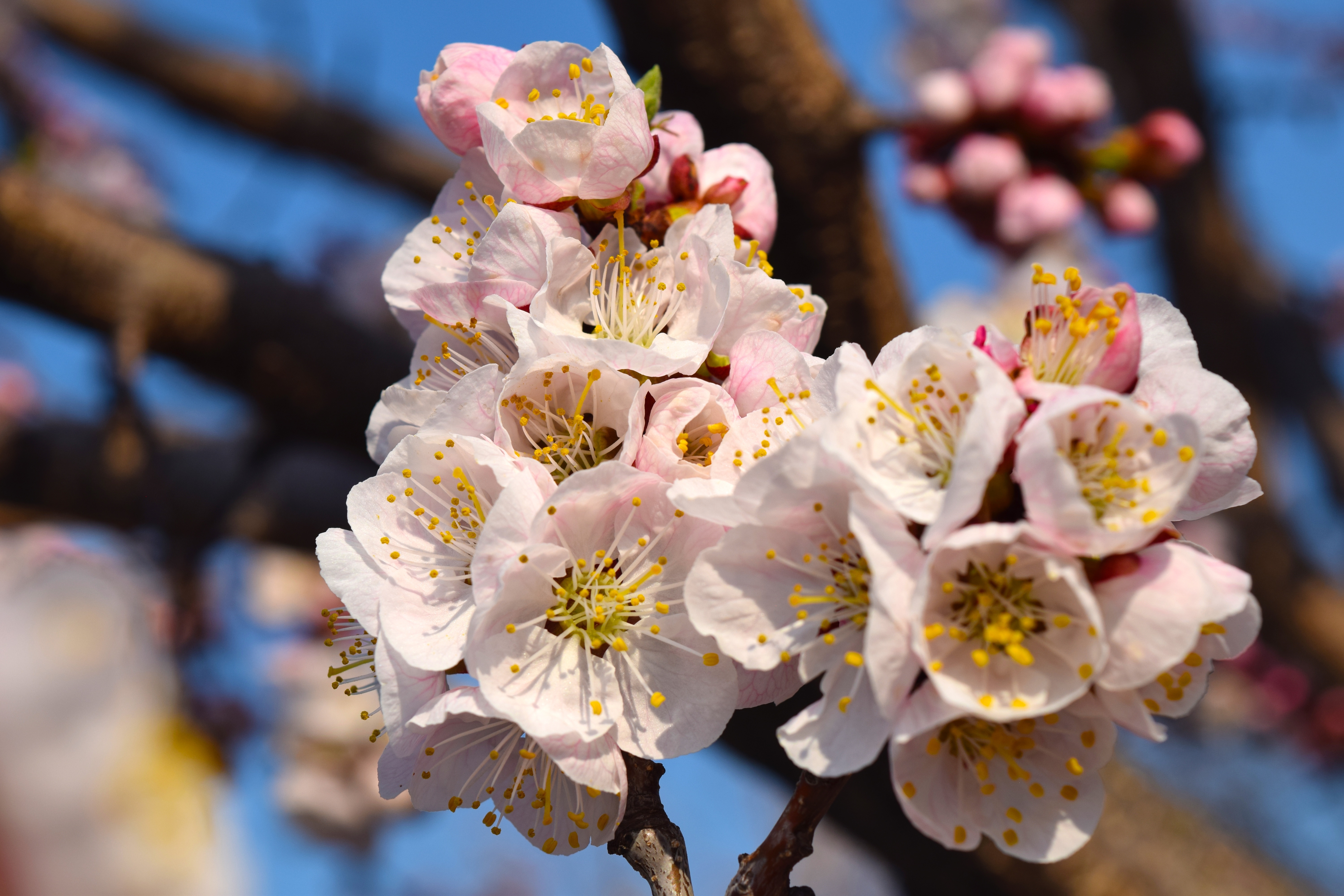 Free photo Flowering branch of an apricot