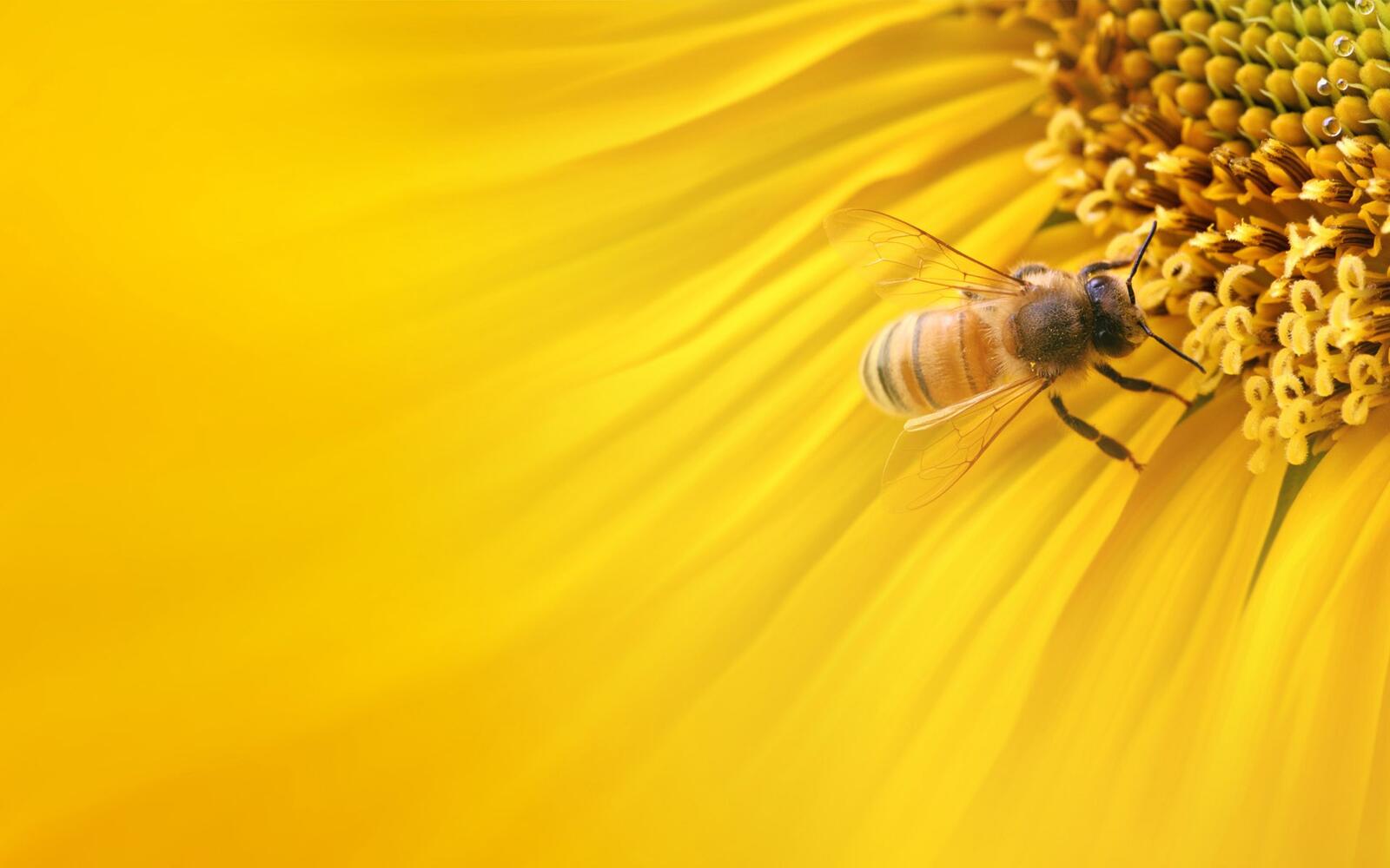 Бесплатное фото Оса собирает нектар с желтого цветка