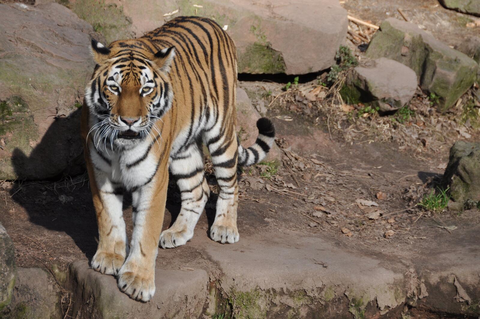 Бесплатное фото Тигр гуляет по скалам