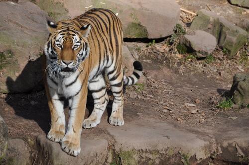 A tiger walks on the rocks