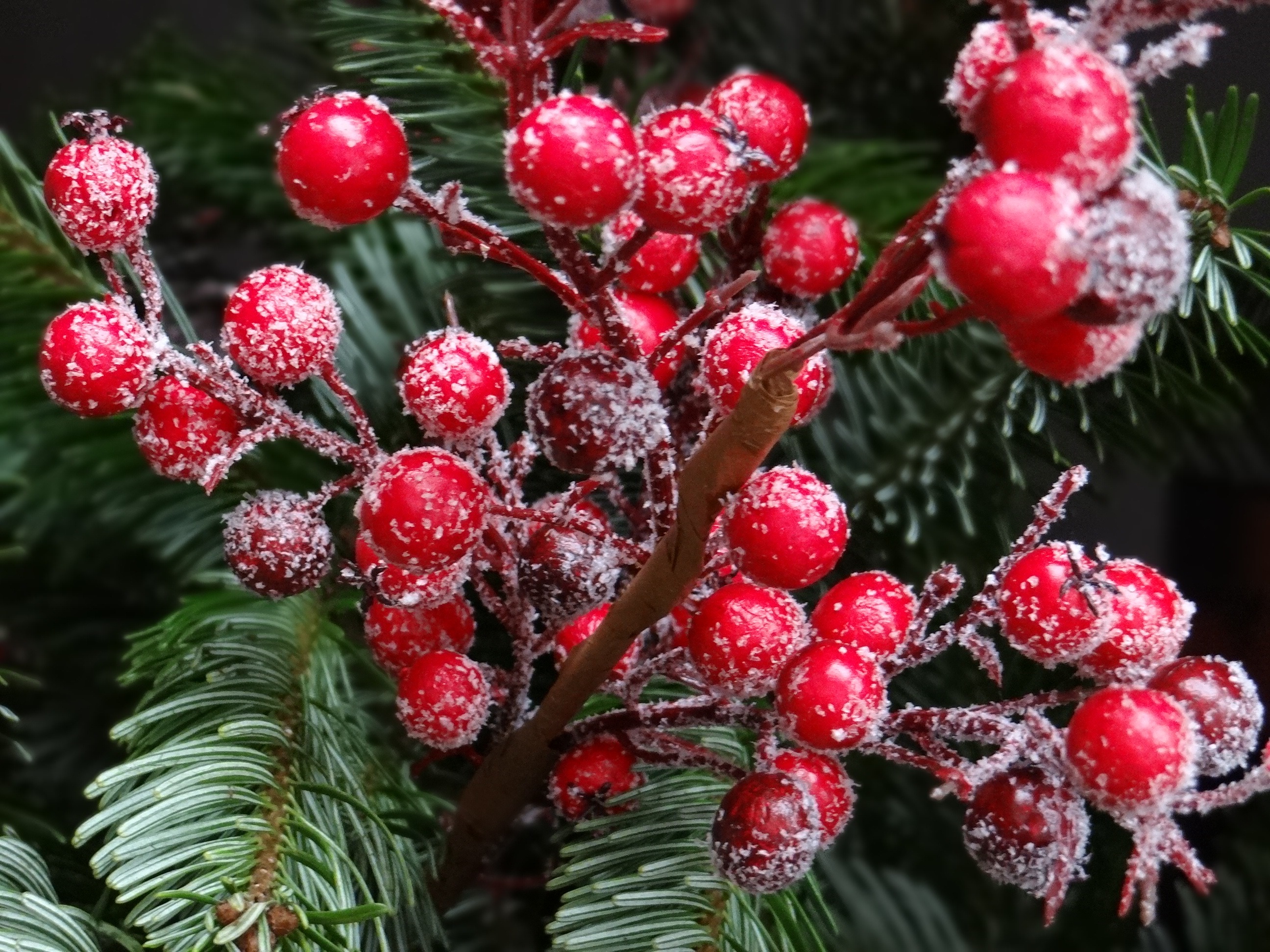 Frozen berries on a twig.