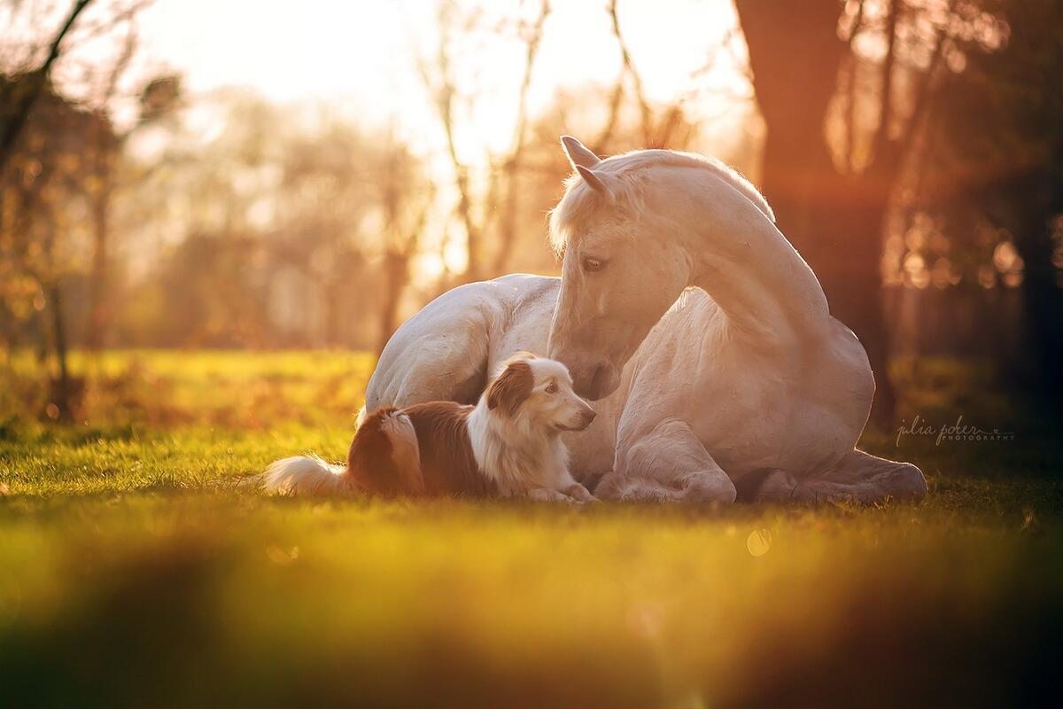 A white horse resting on the green grass with a dog