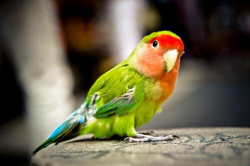 Маленький цветной попугай удивленно смотрит в камеру