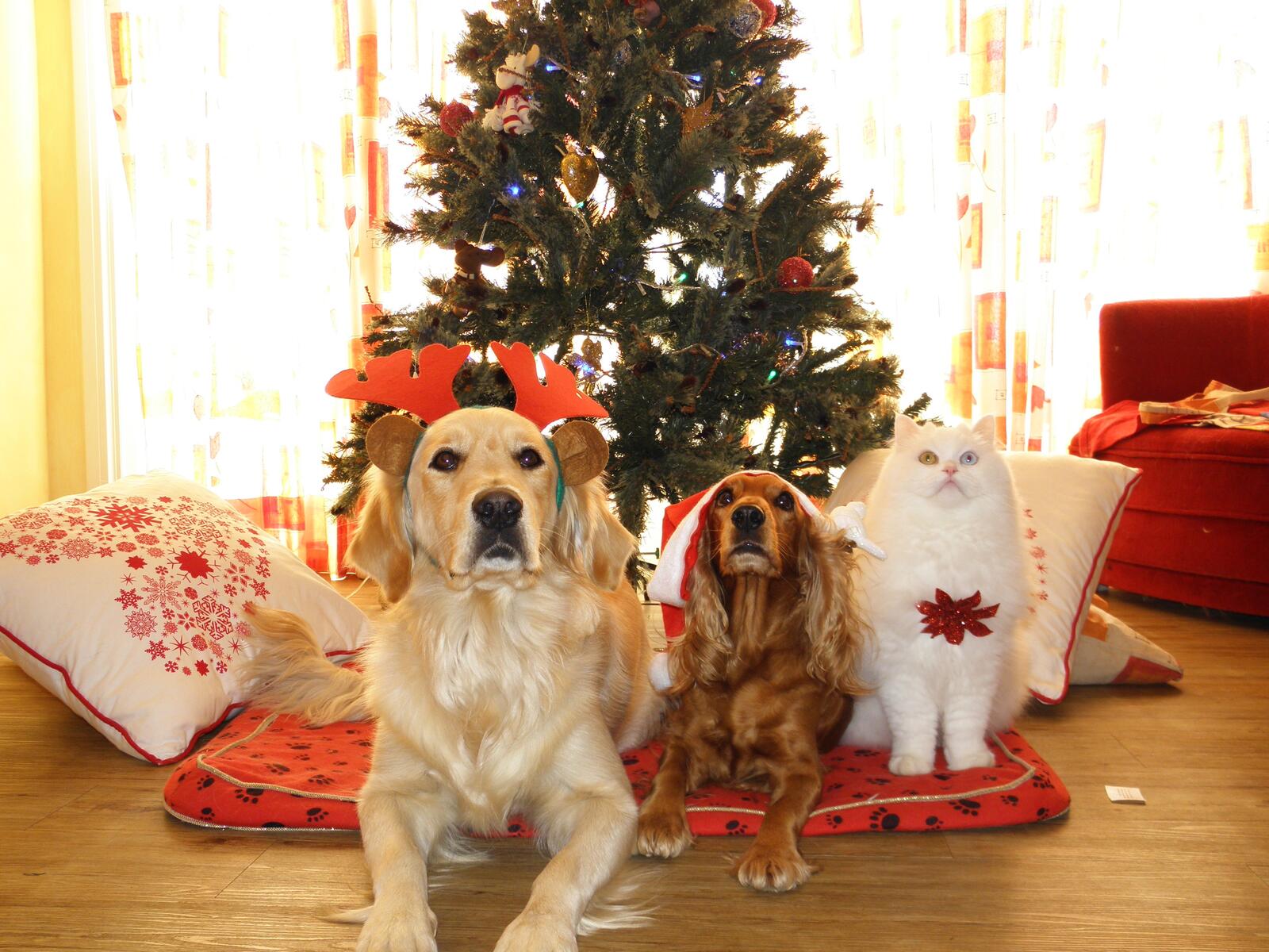 Free photo Pets waiting for the new year