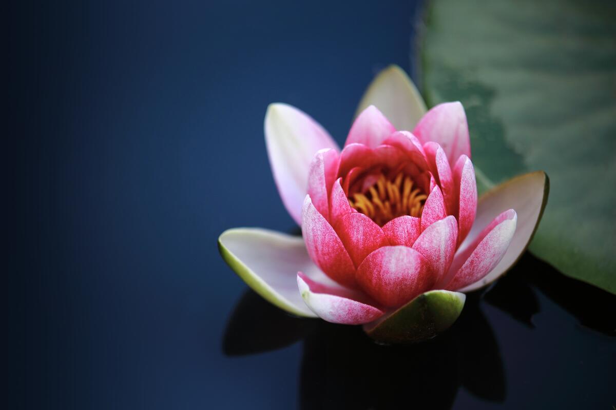 A beautiful pink lotus on the water
