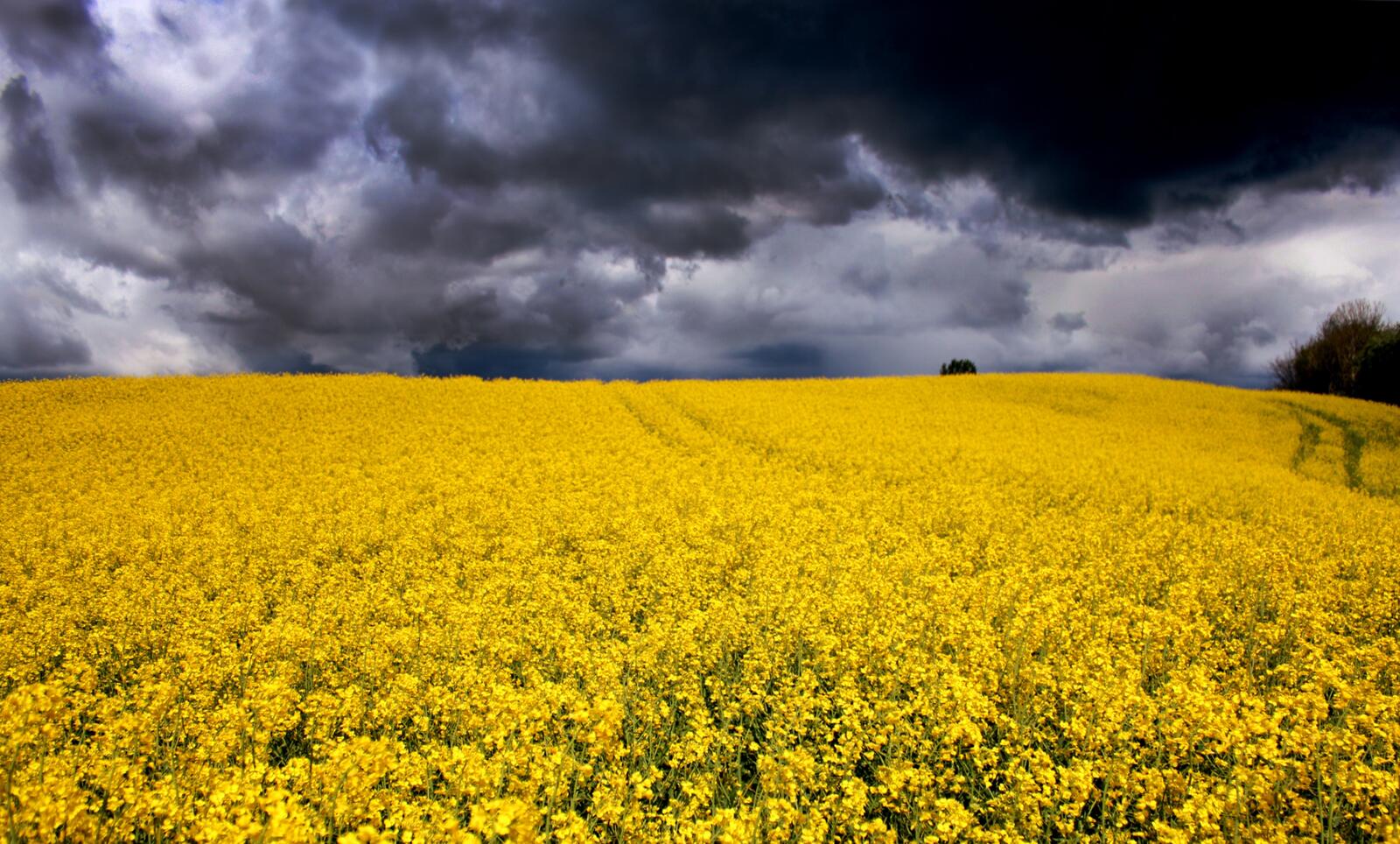 Бесплатное фото Красивое поле с желтыми цветами и тучами над ним