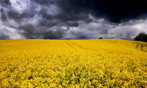 Красивое поле с желтыми цветами и тучами над ним