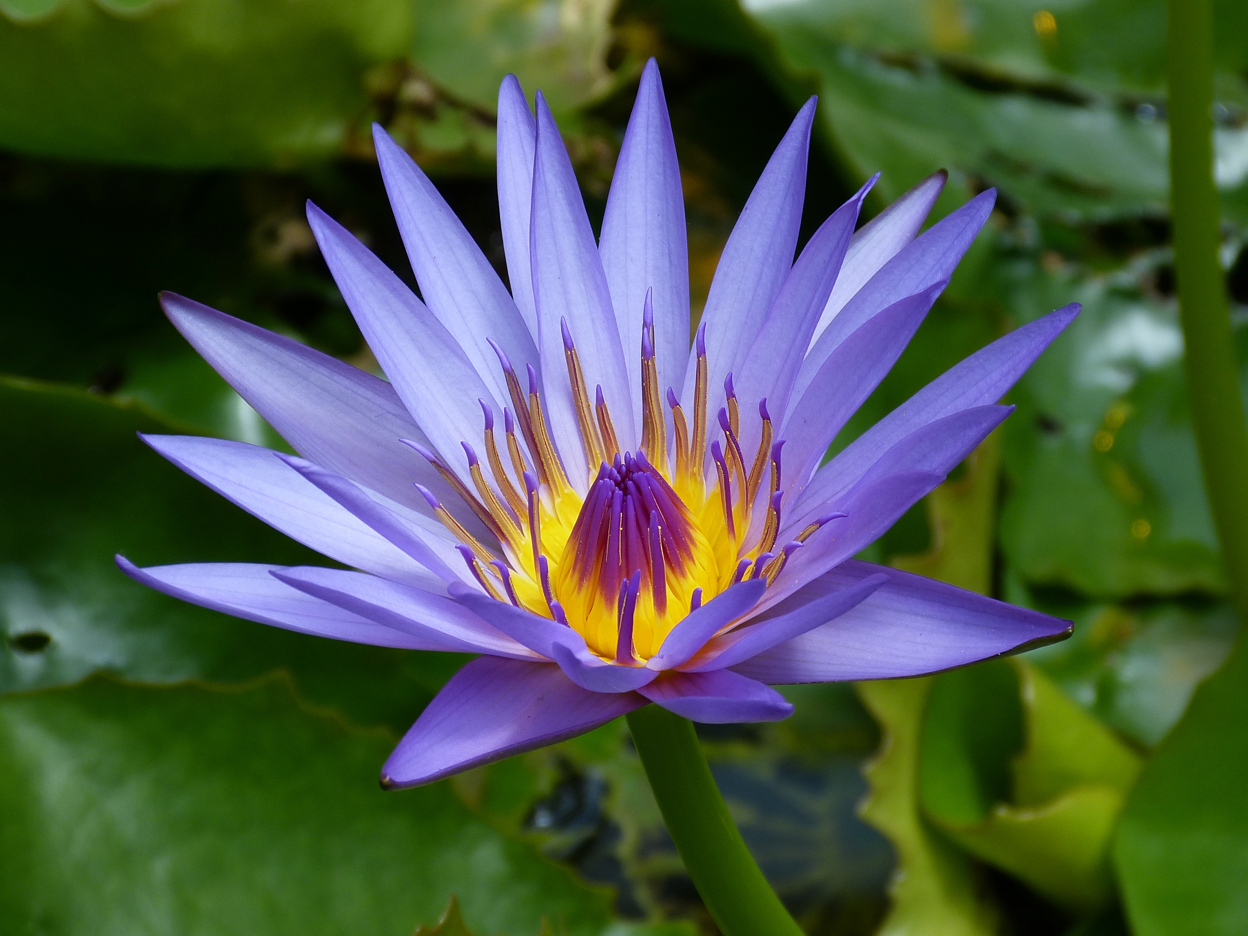 Цветок фиолетового лотоса