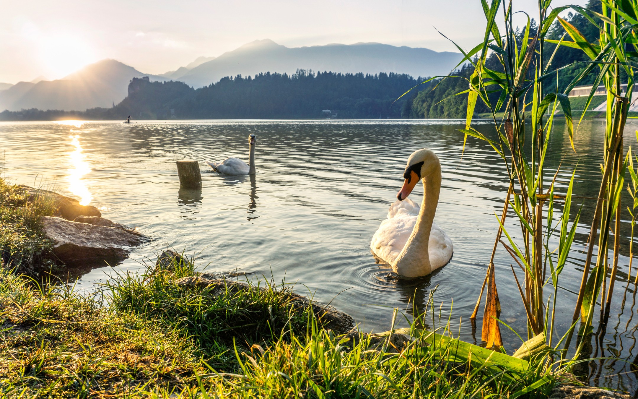 Бесплатное фото Утро с белыми лебедями на реке