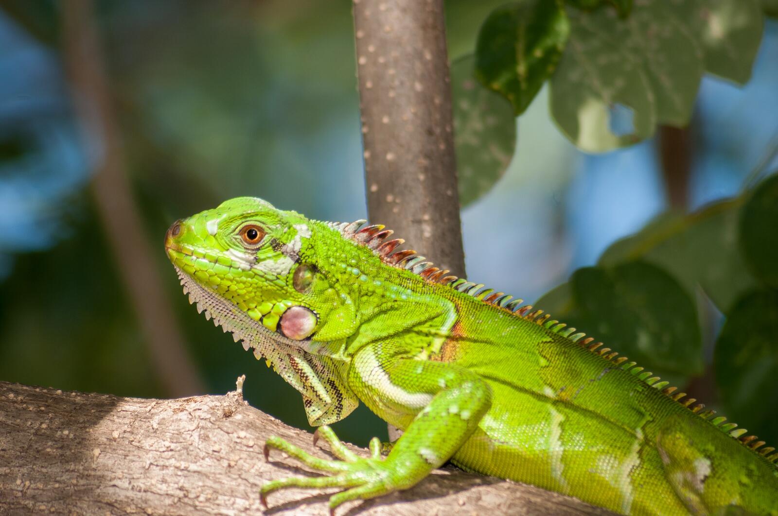 Free photo A large green iguana