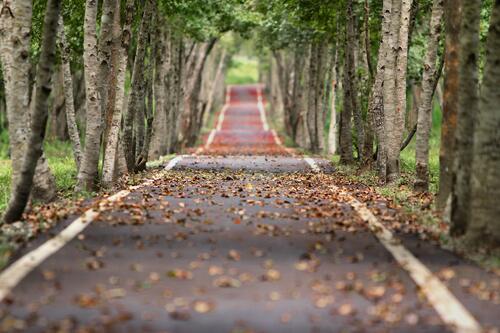 Пешеходная дорожка с опавшими листьями вдоль деревьев