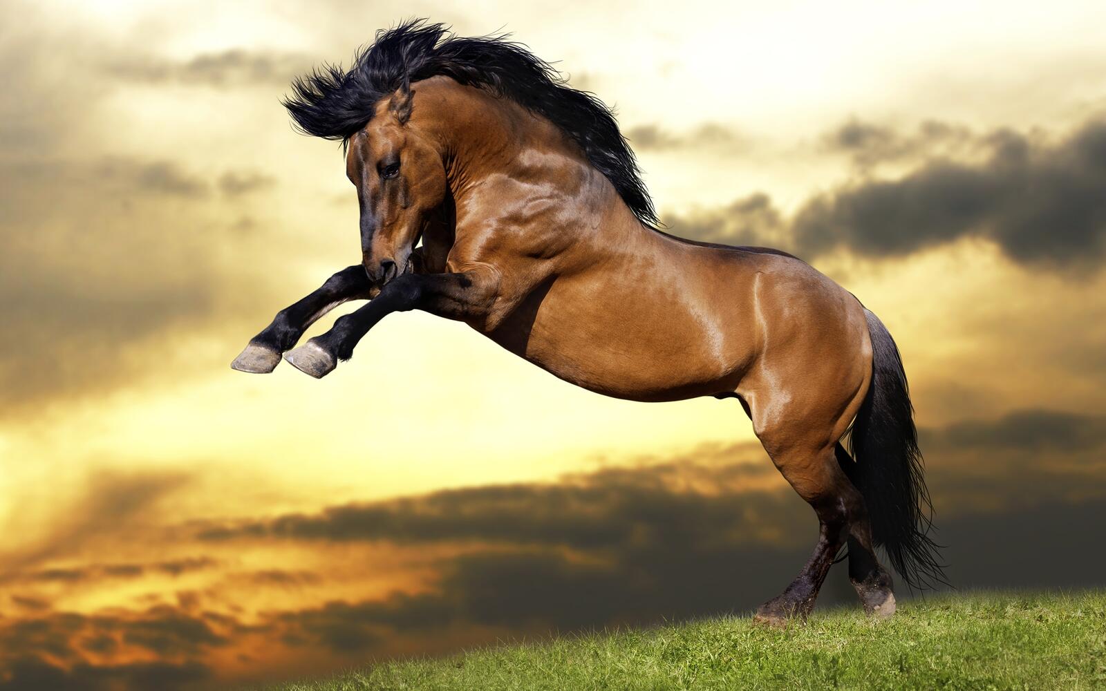 Бесплатное фото Коротконогая лошадь в прыжке
