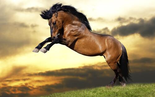 A short-legged horse in a jump
