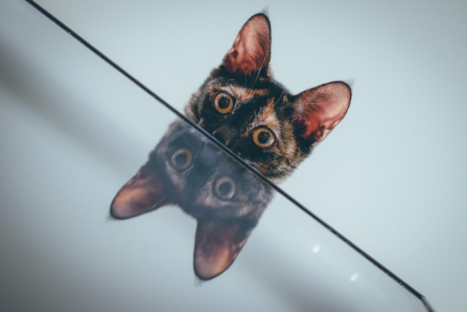 Wallpapers wallpaper kitten reflection browse on the desktop