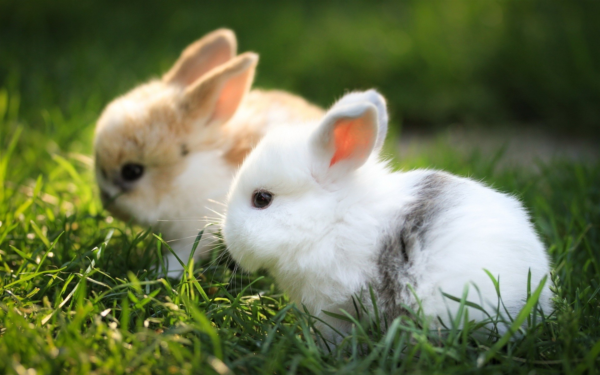 Two little rabbits and a hare sitting on the green grass