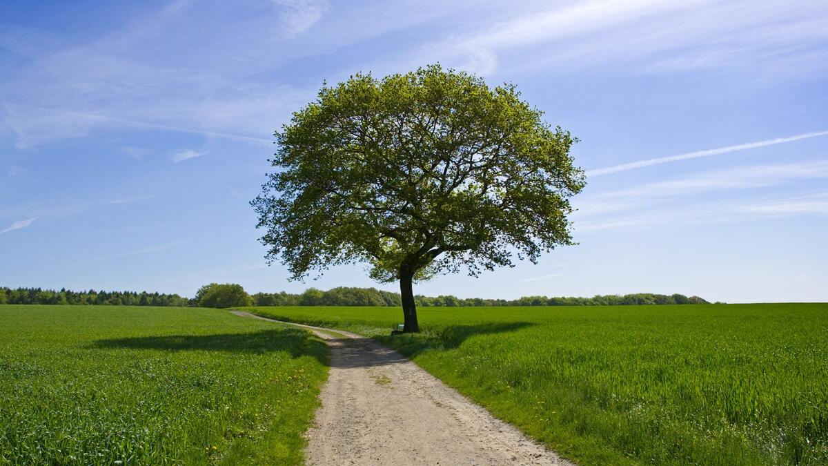 Одинокое зеленое дерево на летнем поле