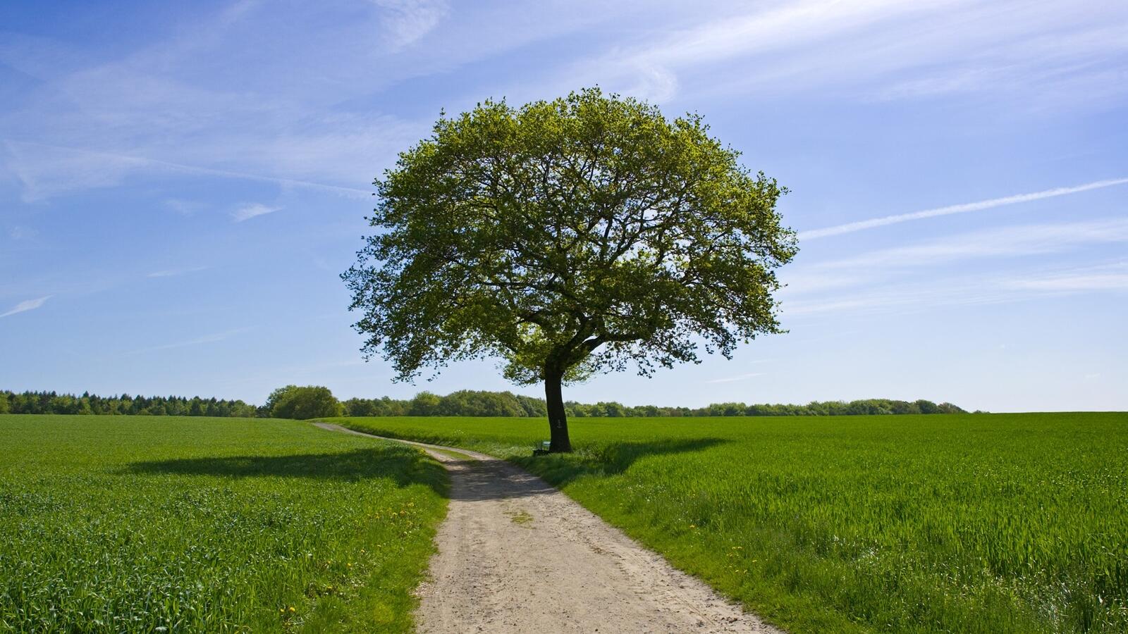 Бесплатное фото Одинокое зеленое дерево на летнем поле