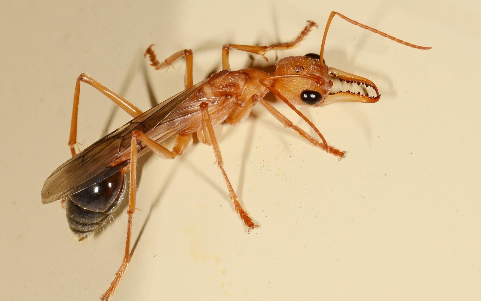 Обои животные макро насекомое на рабочий стол