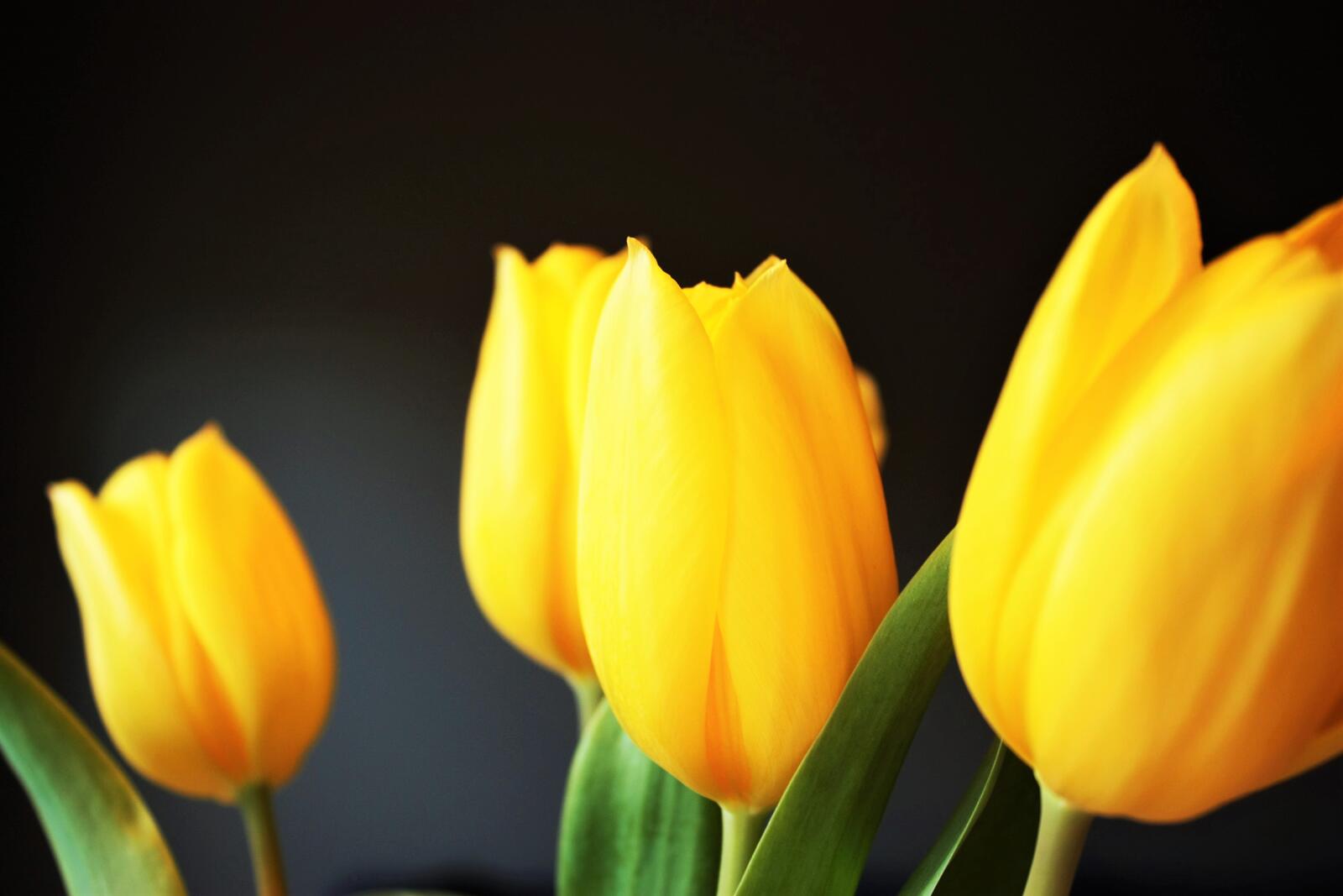 Бесплатное фото Яркие Жёлтые тюльпаны на тёмном фоне