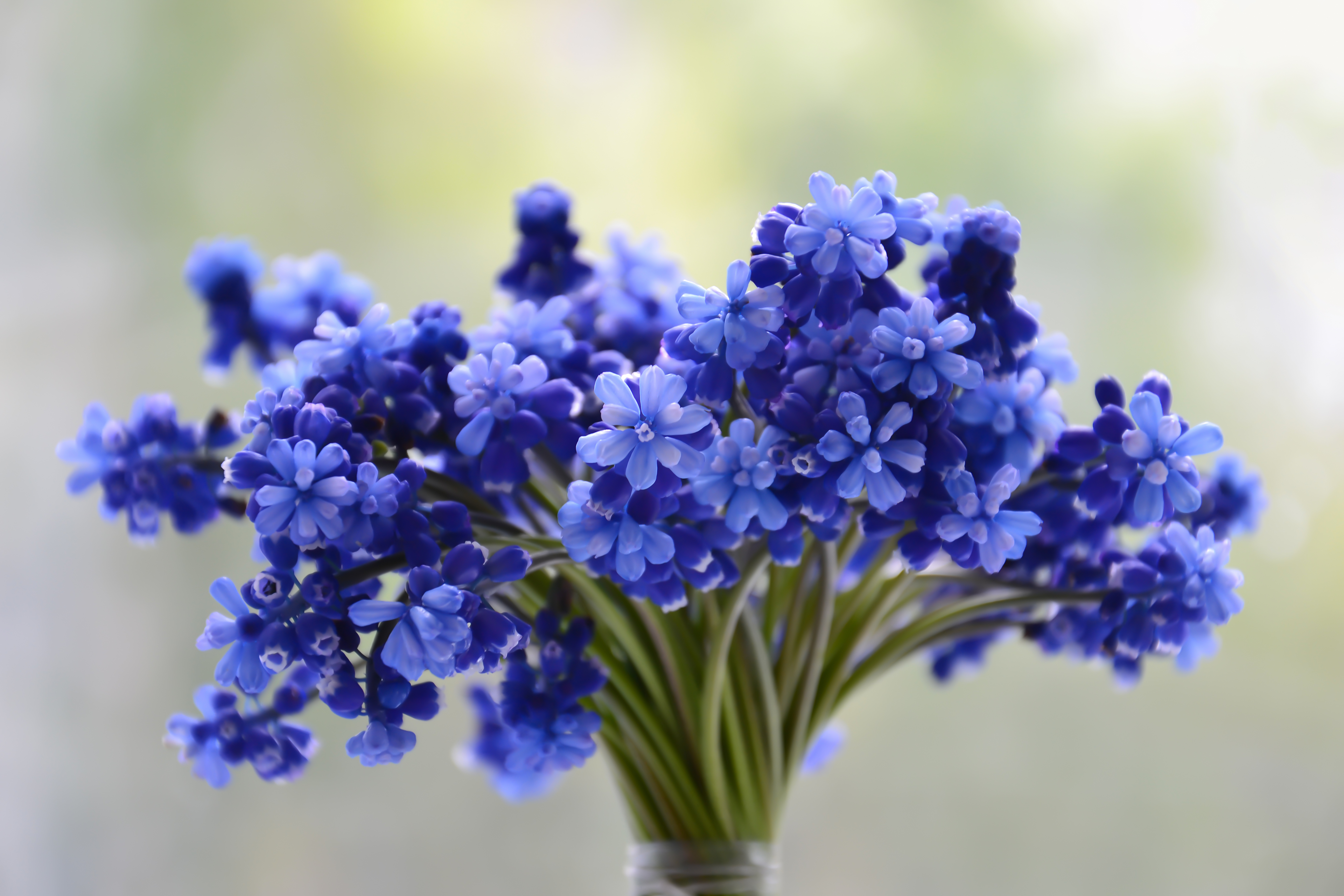 Бесплатное фото Букет из синих цветов