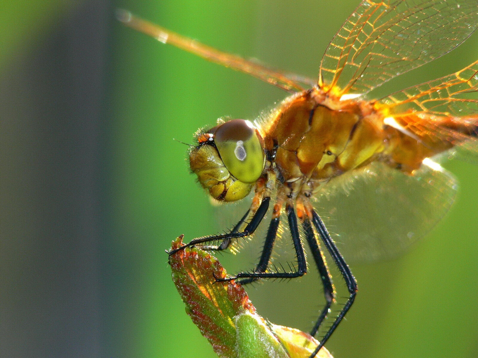 Free photo Close-up of a dragonfly