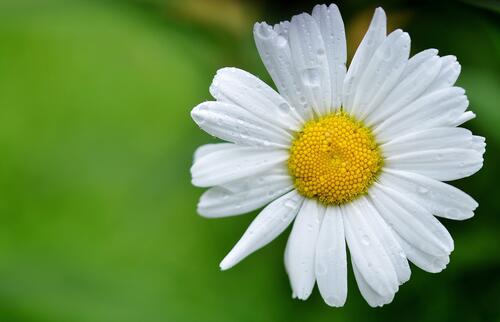A lonely daisy with white petals