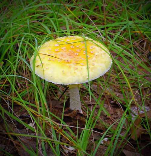 A mushroom with a yellow cap in green grass.
