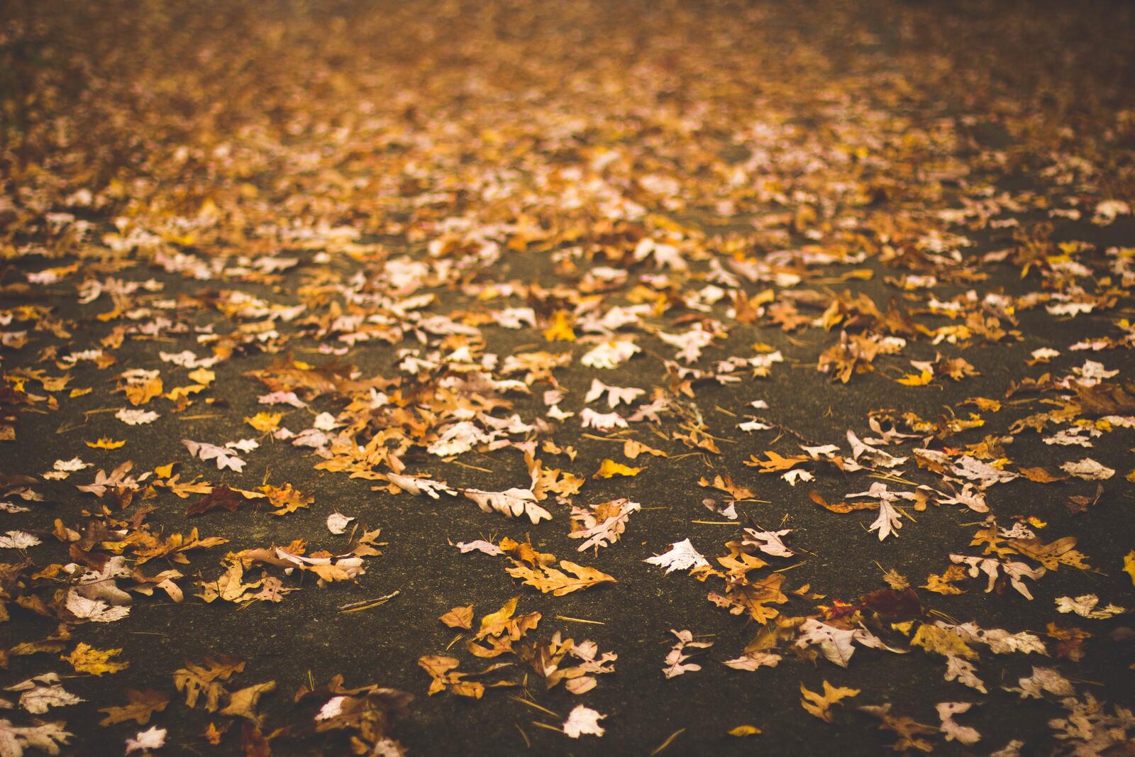Free photo Autumn fallen maple leaves lie on the ground