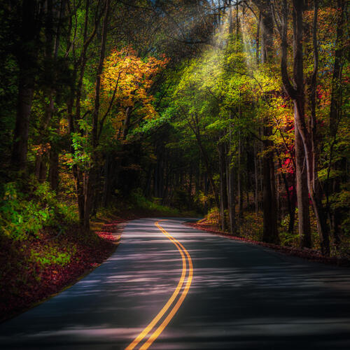 An asphalt road in a colorful autumn forest