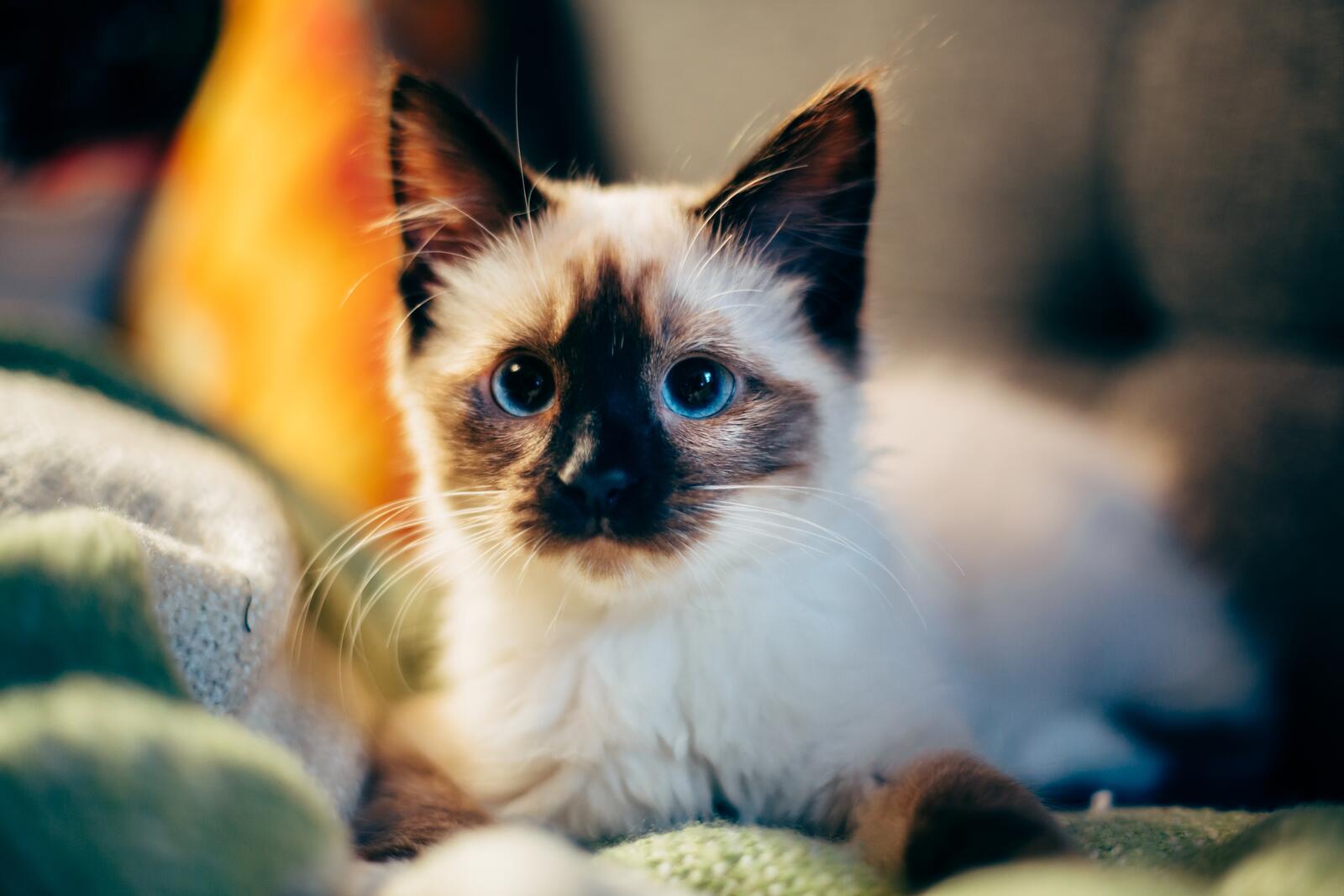 Wallpapers wallpaper siamese cat adorable cats on the desktop