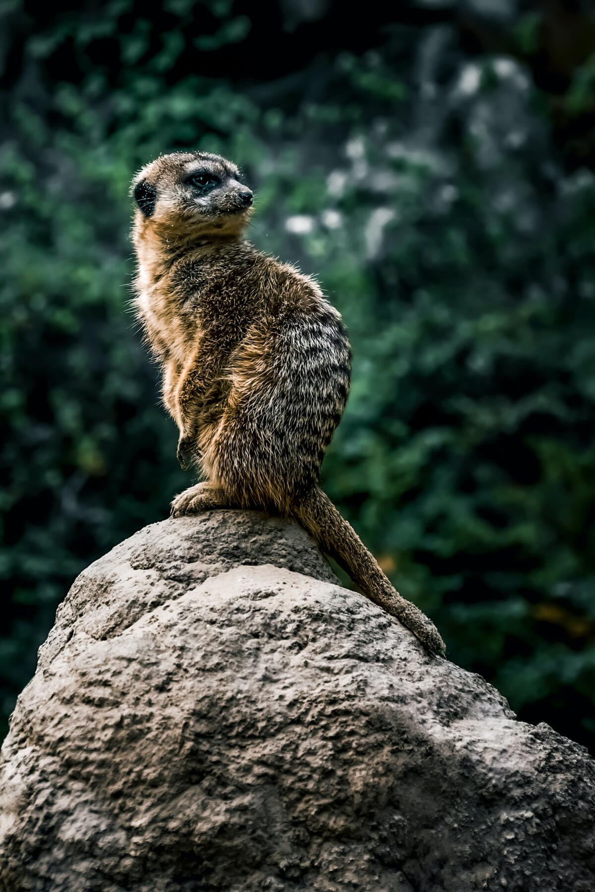 A meerkat sits on a rock and stares back.