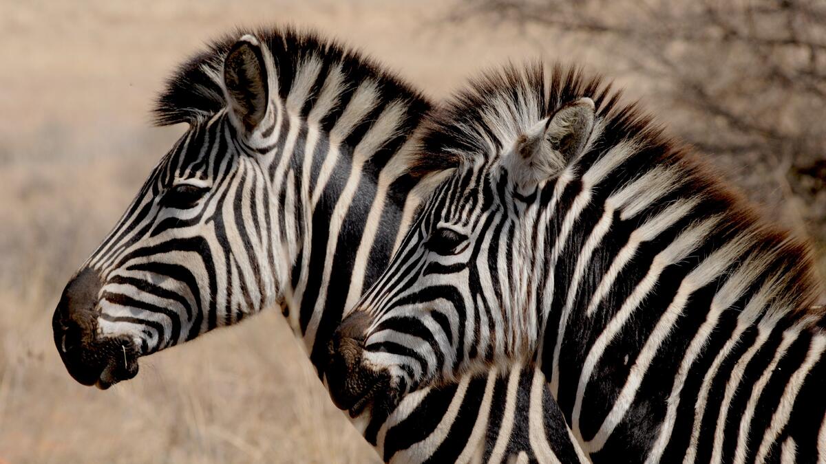 Две африканские зебры