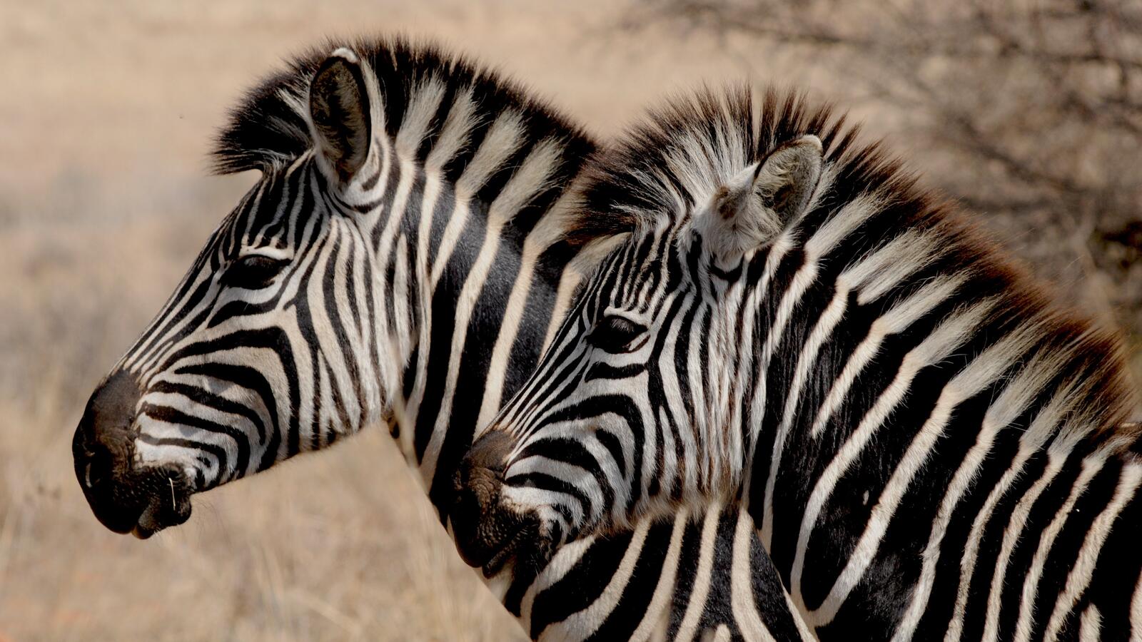 Free photo Two African zebras