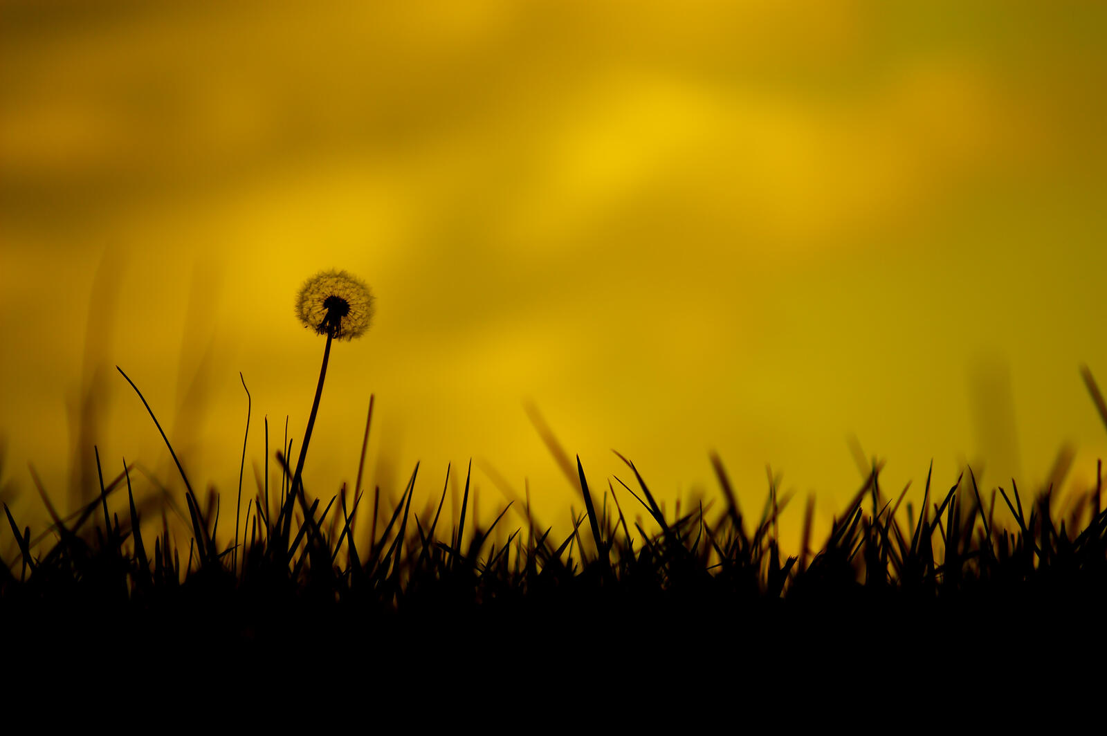 Бесплатное фото Силуэт одуванчика растущего на зеленой траве