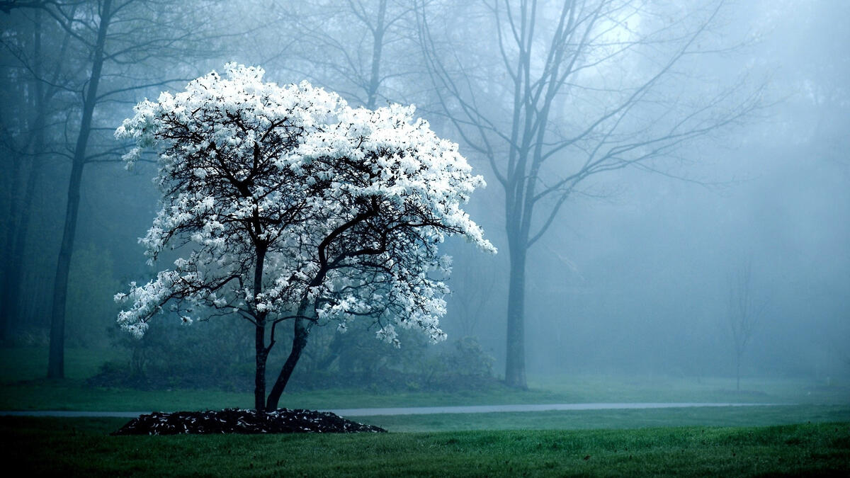 A flowering tree in the morning mist