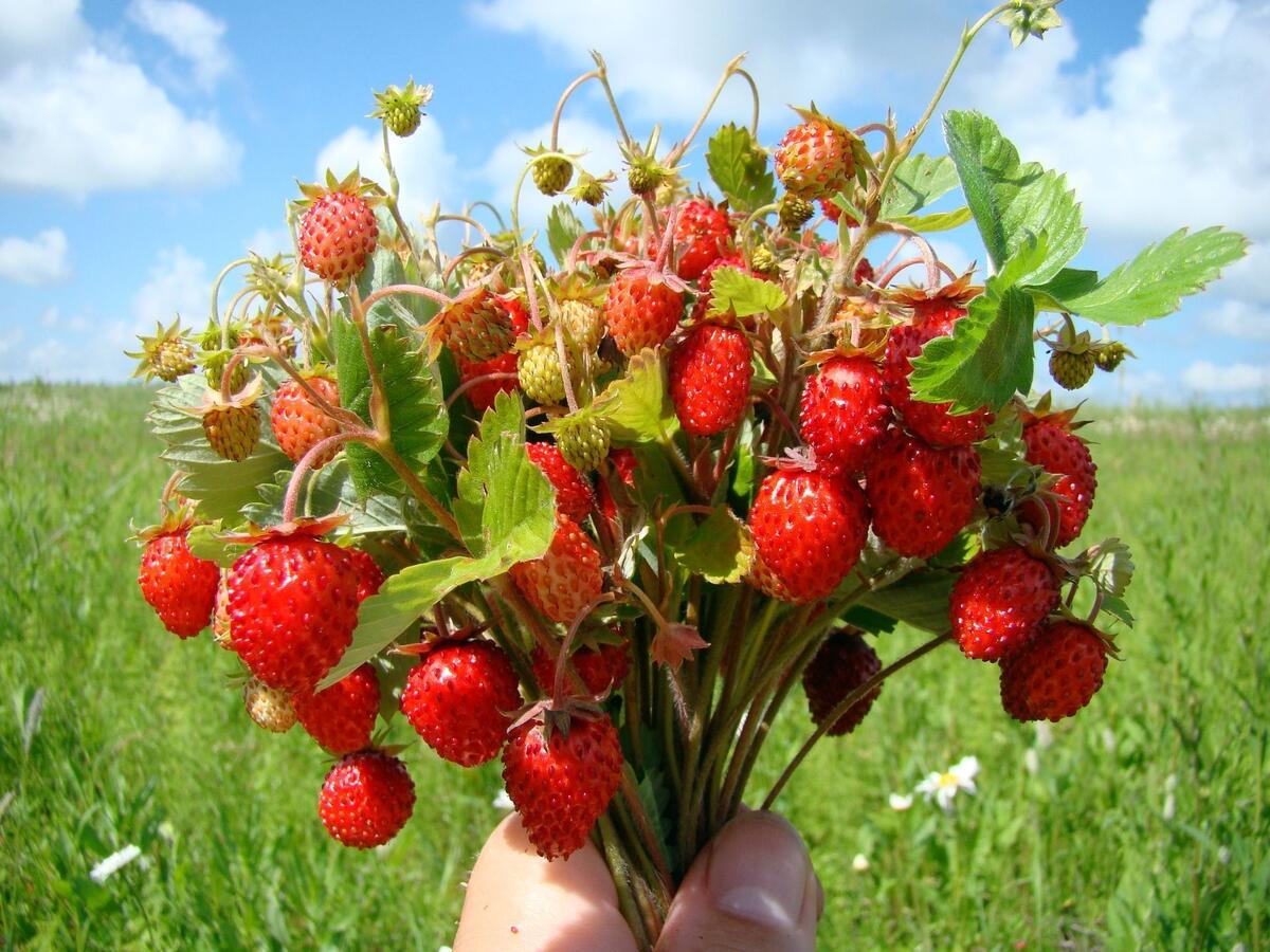 A bouquet of wild strawberries