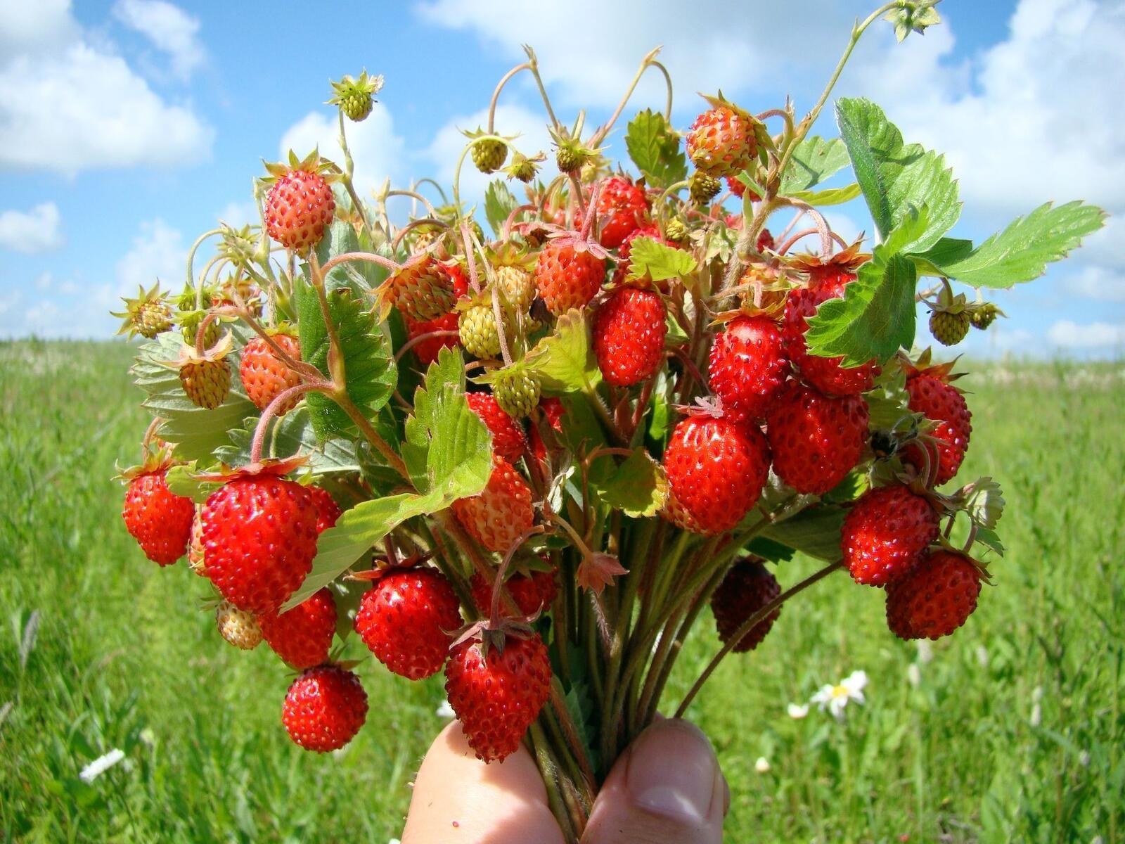 Free photo A bouquet of wild strawberries