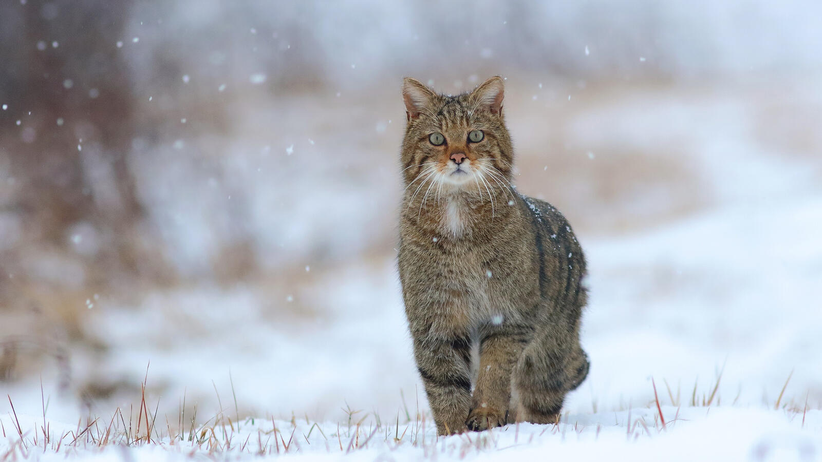 Бесплатное фото Любопытный кот крадется по снегу
