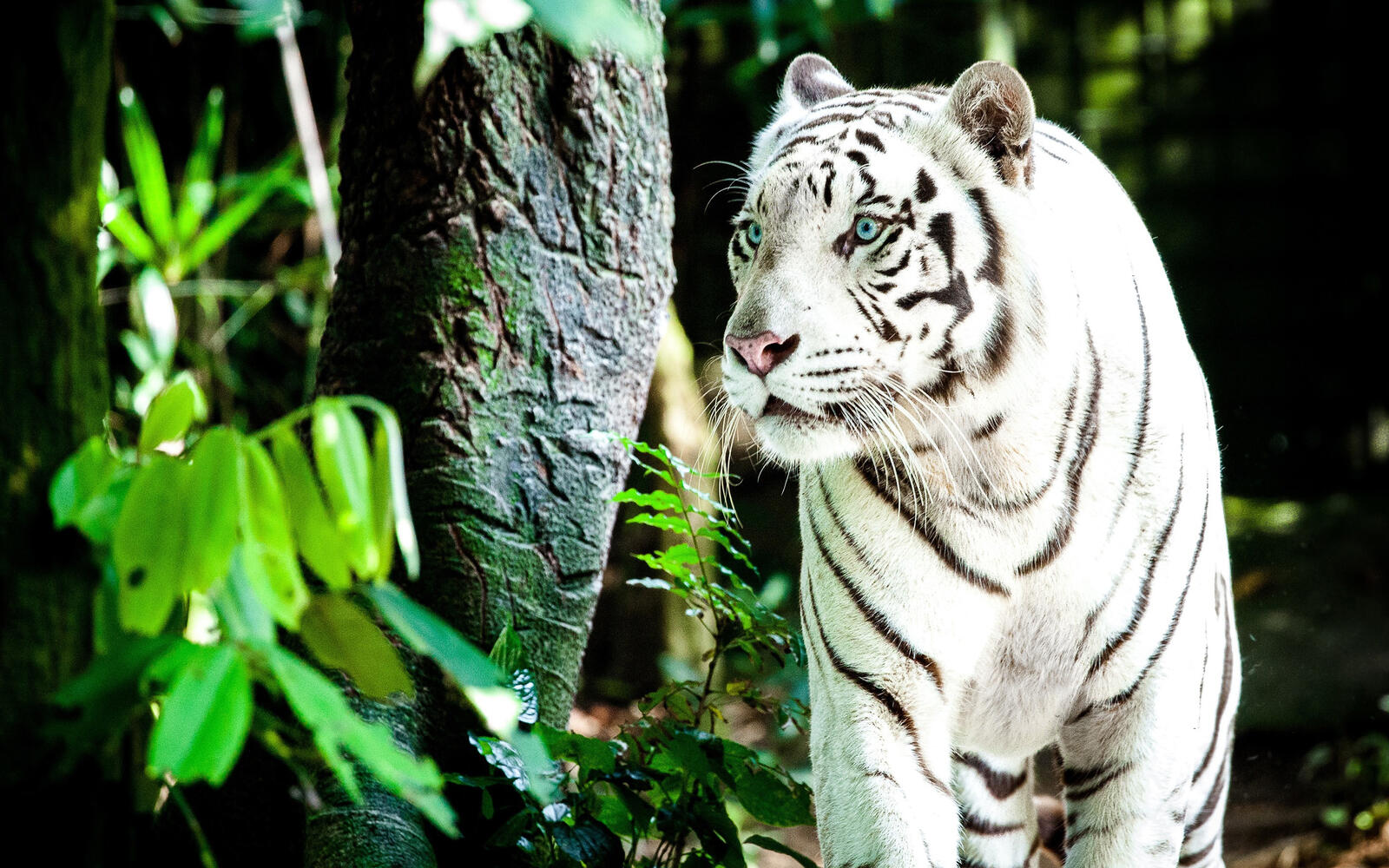 Free photo A white tiger standing by a tree