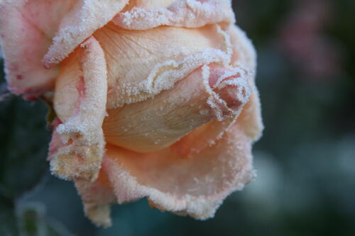 Замерзший цветок розовой розы