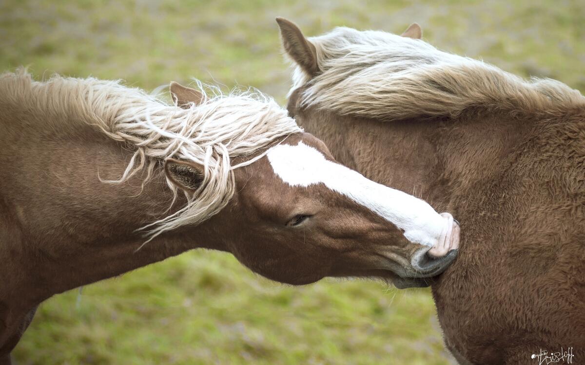 Two horses kissing each other