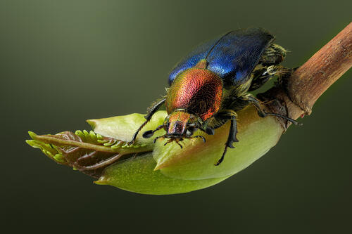 Цветной жук на веточке крупным планом