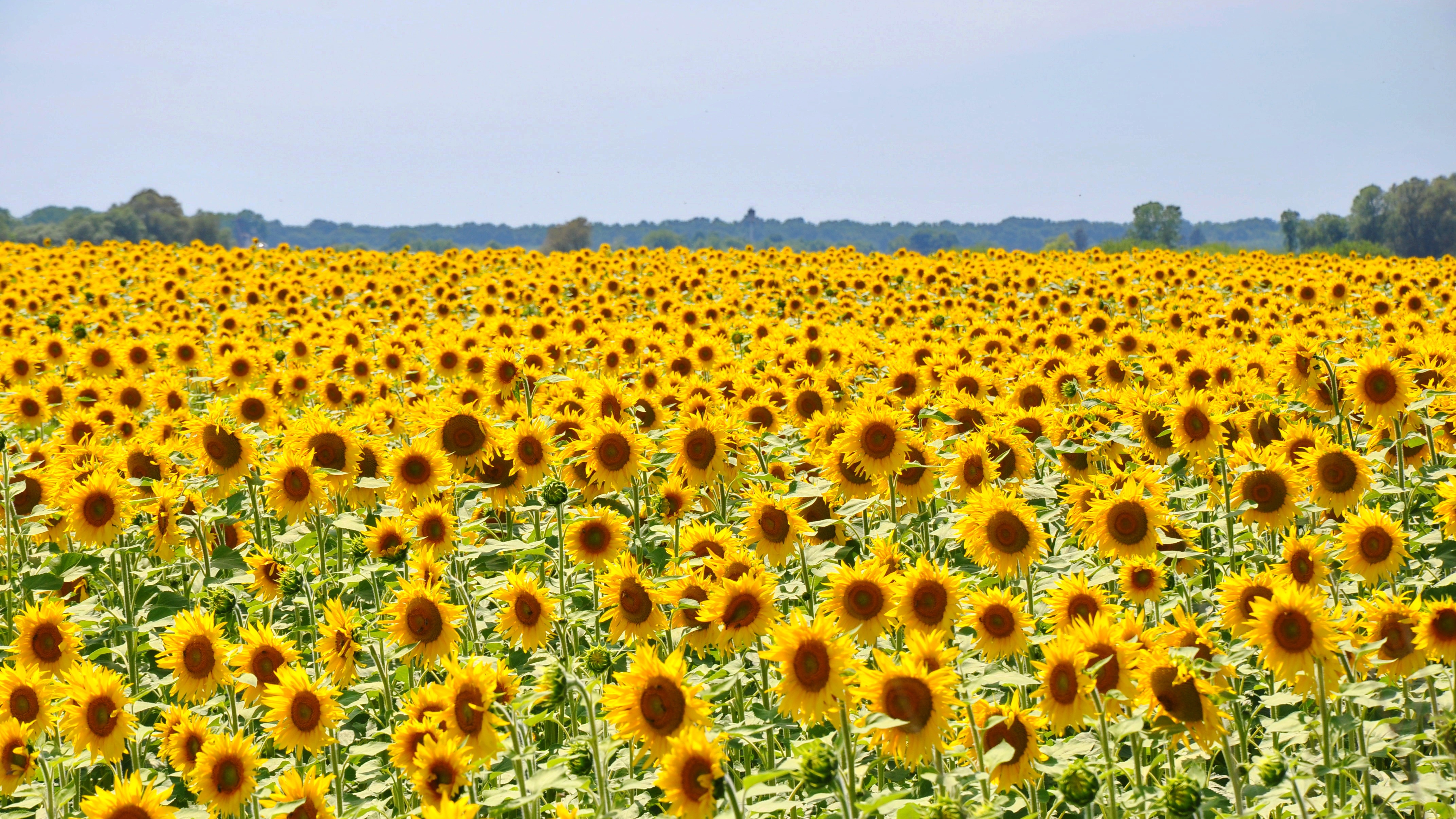 A field of sunflowers goes into the horizon