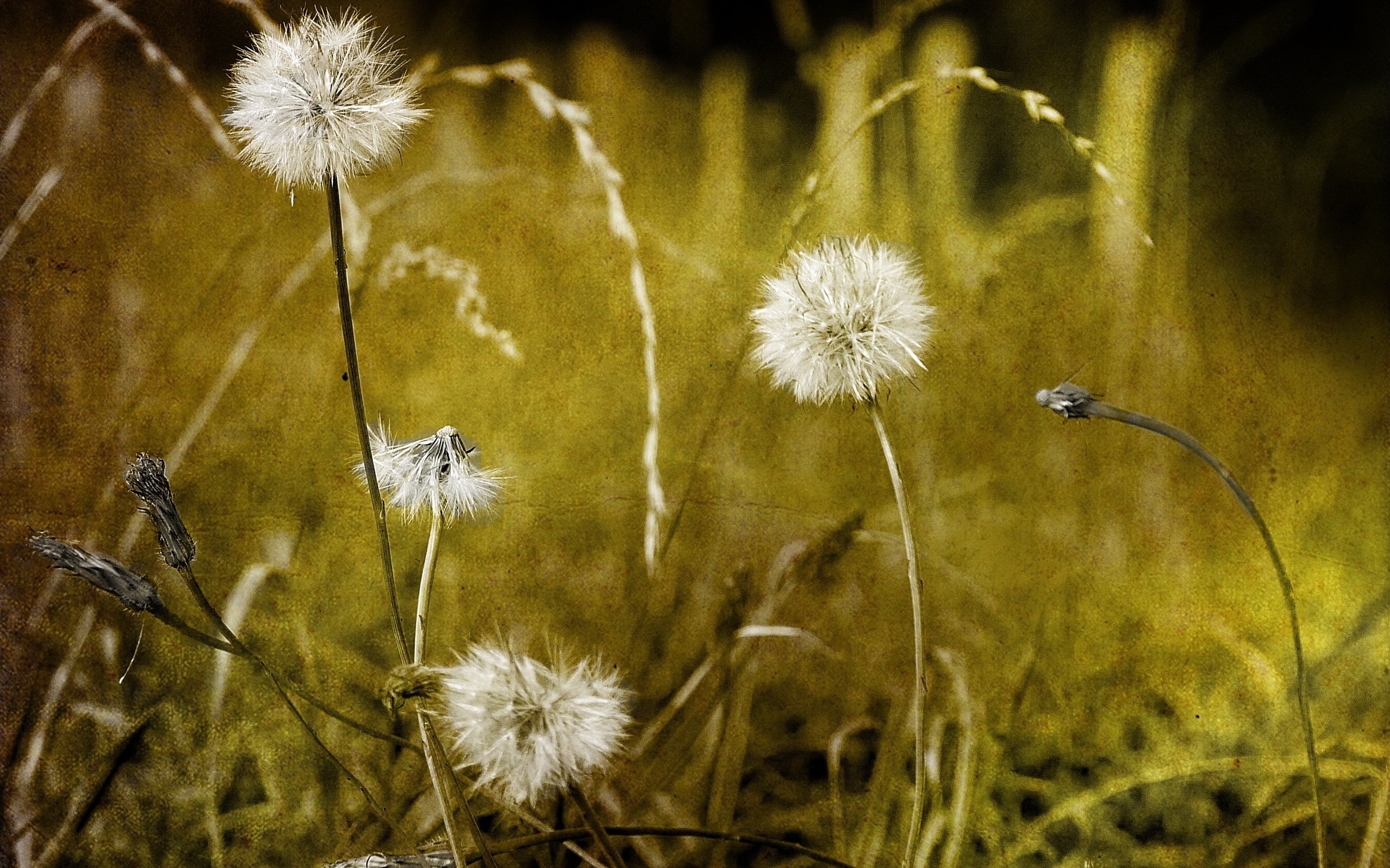 Free photo Dandelions in the green grass