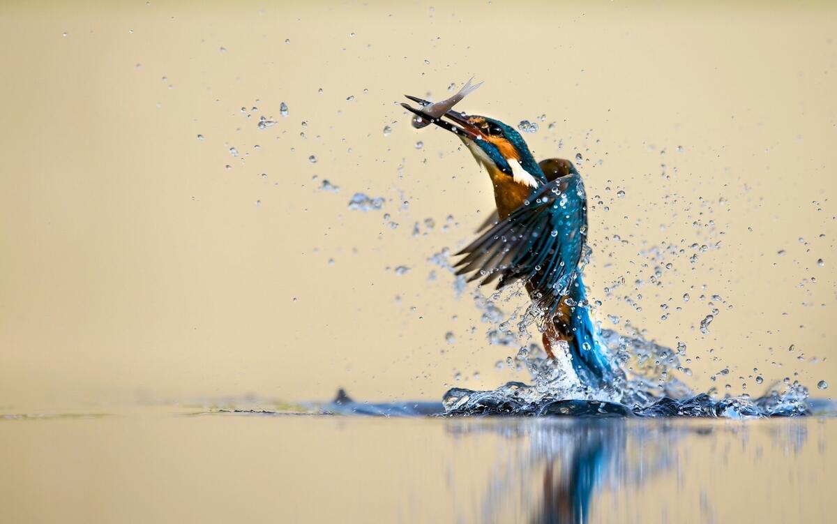 Птичка ловит рыбу в воде